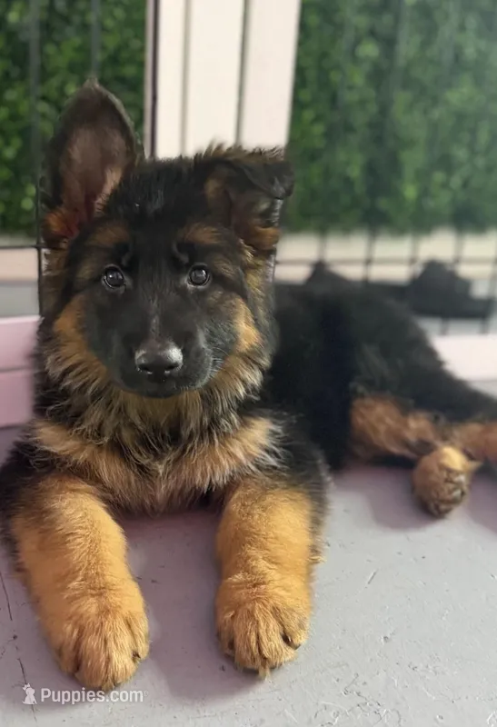AKC Female Puppy  – German Shepherd Dog puppy for sale in Surprise, AZ