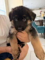 AKC Female Puppy , a female German Shepherd Dog for sale in Surprise, AZ – Photo 3 of 6