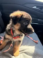 AKC Female Puppy , a female German Shepherd Dog for sale in Surprise, AZ – Photo 2 of 6