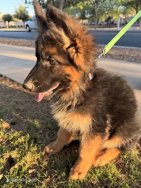 AKC Female Puppy  – German Shepherd Dog puppy for sale in Surprise, AZ