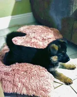 AKC Female Puppy , a female German Shepherd Dog for sale in Surprise, AZ – Photo 4 of 6