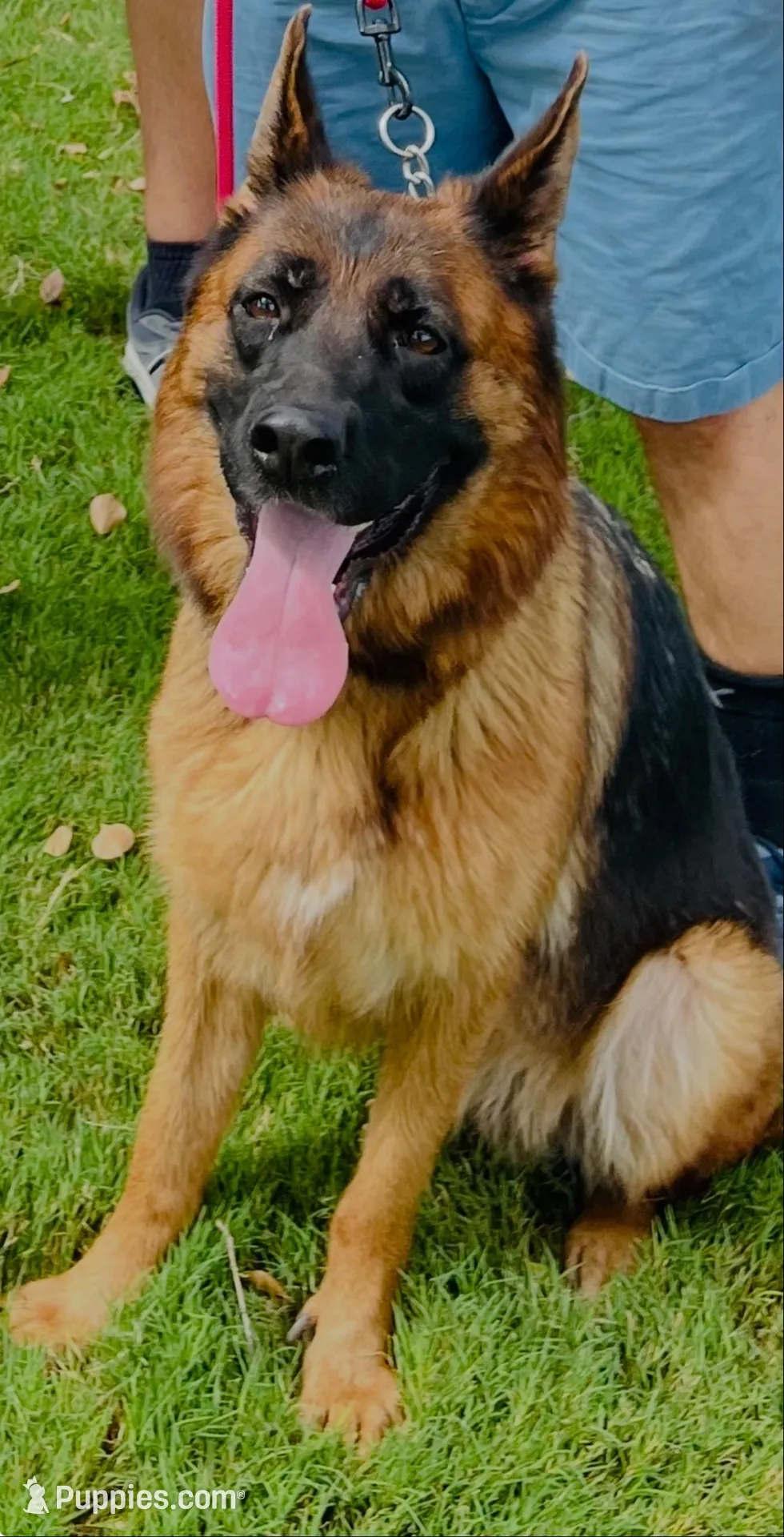 AKC Female Puppy , a female German Shepherd Dog for sale in Surprise, AZ – Photo 6 of 6