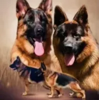 AKC Male , a male German Shepherd Dog for sale in Surprise, AZ – 4 of 4