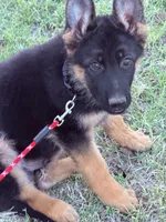 AKC Male , a male German Shepherd Dog for sale in Surprise, AZ – 3 of 4
