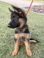 AKC Male , a male German Shepherd Dog for sale in Surprise, AZ – 2 of 4