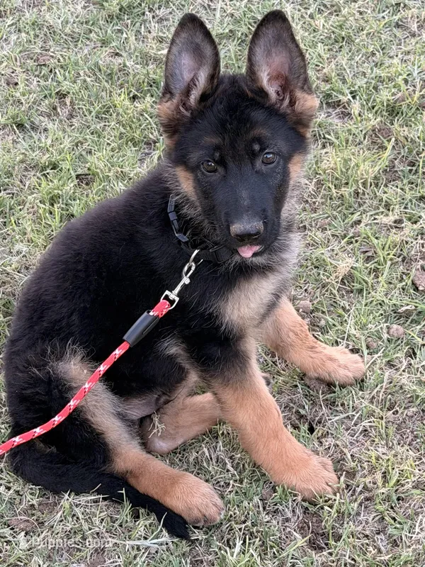 AKC Male  – German Shepherd Dog puppy for sale in Surprise, AZ