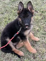 AKC Male , a male German Shepherd Dog for sale in Surprise, AZ – 1 of 4