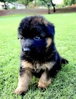 AKC Girl Puppy, a female German Shepherd Dog for sale in Surprise, AZ – Photo 4 of 8