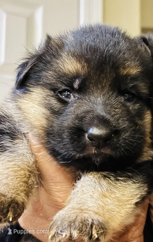 AKC Girl  – German Shepherd Dog puppy for sale in Surprise, AZ