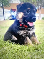 AKC Girl Puppy, a female German Shepherd Dog for sale in Surprise, AZ – Photo 2 of 8