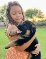 AKC Girl Puppy, a female German Shepherd Dog for sale in Surprise, AZ – Photo 1 of 8