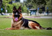 AKC Girl Puppy, a female German Shepherd Dog for sale in Surprise, AZ – Photo 7 of 8