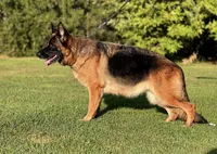 AKC Girl , a female German Shepherd Dog for sale in Surprise, AZ – Photo 4 of 4