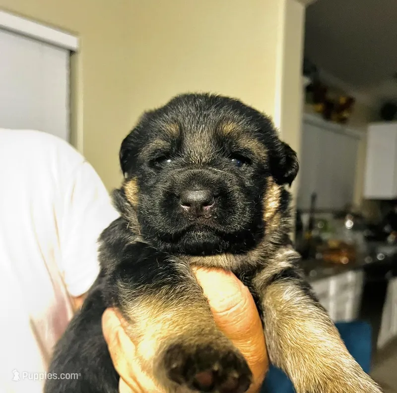 AKC Girl  – German Shepherd Dog puppy for sale in Surprise, AZ