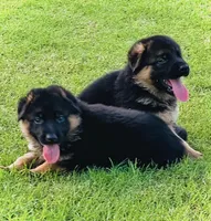 AKC Girl Puppy, a female German Shepherd Dog for sale in Surprise, AZ – Photo 3 of 8