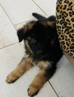 AKC Girl Puppy, a female German Shepherd Dog for sale in Surprise, AZ – Photo 5 of 8