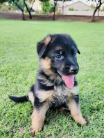 AKC Girl Puppy, a female German Shepherd Dog for sale in Surprise, AZ – Photo 6 of 8