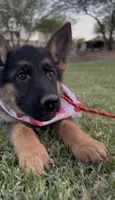 AKC Female , a female German Shepherd Dog for sale in Surprise, AZ – 4 of 4