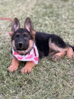 AKC Female , a female German Shepherd Dog for sale in Surprise, AZ – 2 of 4