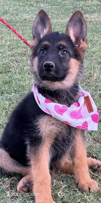 AKC Female  – German Shepherd Dog puppy for sale in Surprise, AZ