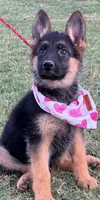 AKC Female , a female German Shepherd Dog for sale in Surprise, AZ – 1 of 4