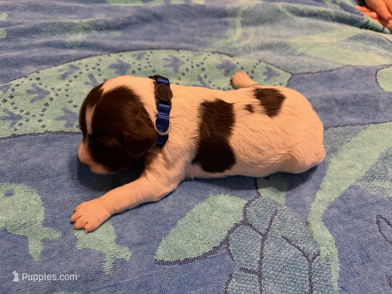 blue collar liver male  – French Brittany puppy for sale in Crossville, AL