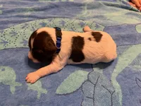 blue collar liver male , a male French Brittany for sale in Crossville, AL – 1 of 4