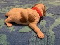 orange collar male puppy, a male French Brittany for sale in Crossville, AL – 2 of 4
