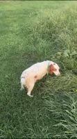 Black and white Pink collar female , a female French Brittany for sale in Crossville, AL – 3 of 4