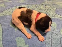 Black and white Pink collar female , a female French Brittany for sale in Crossville, AL – 2 of 4