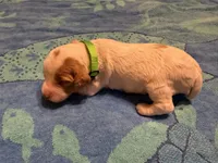 green collar female , a female Brittany for sale in Crossville, AL – 2 of 4