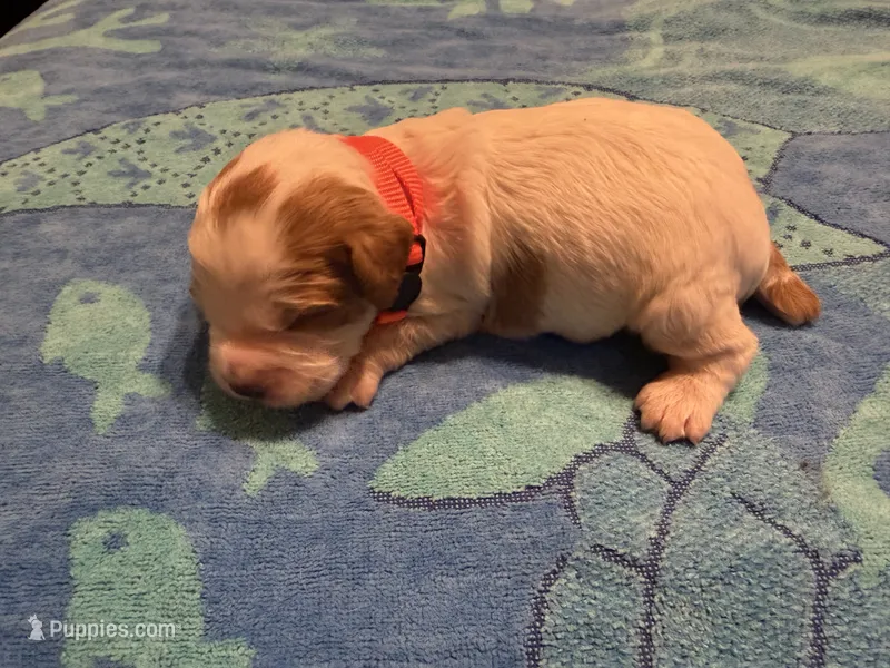 orange collar male puppy – French Brittany puppy for sale in Crossville, AL