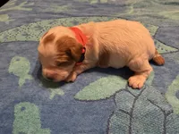 orange collar male puppy, a male French Brittany for sale in Crossville, AL – 1 of 4