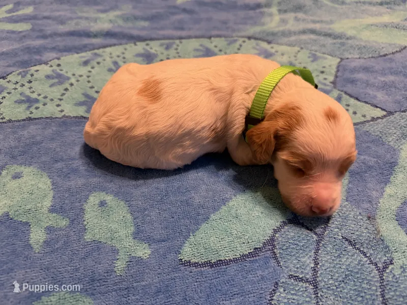 green collar female  – Brittany puppy for sale in Crossville, AL