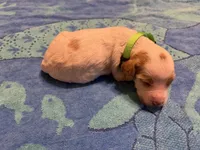 green collar female , a female Brittany for sale in Crossville, AL – 1 of 4