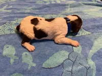 blue collar liver male , a male French Brittany for sale in Crossville, AL – 2 of 4