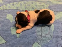 Black and white Pink collar female , a female French Brittany for sale in Crossville, AL – 1 of 4
