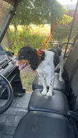 Black and white Pink collar female , a female French Brittany for sale in Crossville, AL – 4 of 4