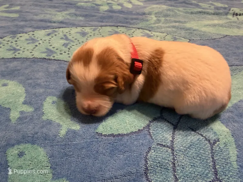red orange and white male  – French Brittany puppy for sale in Crossville, AL