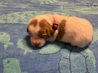 red orange and white male , a male French Brittany for sale in Crossville, AL – 1 of 4