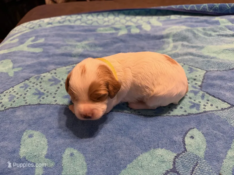 yellow collar female  – Brittany puppy for sale in Crossville, AL