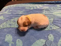 yellow collar female , a female Brittany for sale in Crossville, AL – 1 of 4