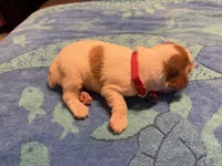 red orange and white male , a male French Brittany for sale in Crossville, AL – 2 of 4