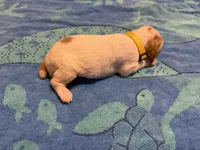yellow collar female , a female Brittany for sale in Crossville, AL – 2 of 4