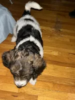 Obi, a male Cavapoo and Bernedoodle for sale in White Plains, NY – 7 of 7