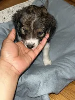 Obi, a male Cavapoo and Bernedoodle for sale in White Plains, NY – 4 of 7
