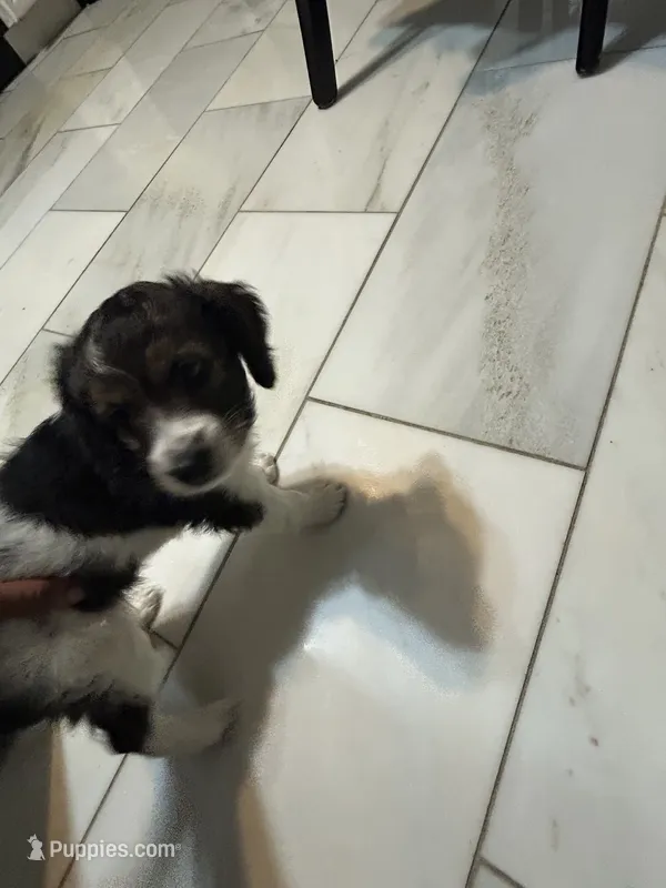 Obi – Cavapoo, Bernedoodle puppy for sale in White Plains, NY