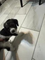 Obi, a male Cavapoo and Bernedoodle for sale in White Plains, NY – 1 of 7