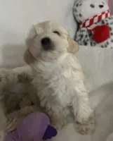 Honey girl, a female Maltipoo for sale in Williamsburg, VA – 4 of 7