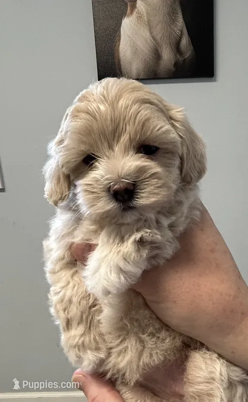 Baby girl – Maltipoo puppy for sale in Williamsburg, VA